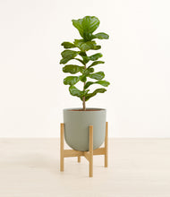 Load image into Gallery viewer, Sage Green stand:bamboo