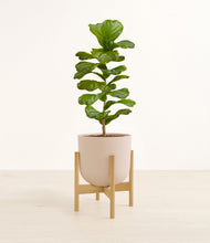 Load image into Gallery viewer, Sandy Pink stand:bamboo