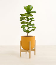 Load image into Gallery viewer, Sunset Orange stand:bamboo