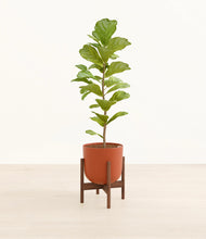 Load image into Gallery viewer, Earth Red stand:walnut