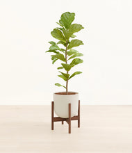 Load image into Gallery viewer, Natural Bamboo stand:walnut