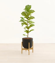 Load image into Gallery viewer, Stone Black stand:bamboo