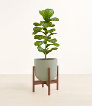 Load image into Gallery viewer, Sage Green stand:walnut