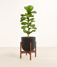 Load image into Gallery viewer, Stone Black stand:walnut