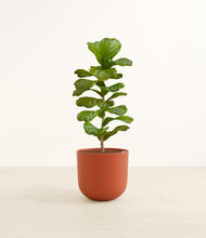 Load image into Gallery viewer, Earth Red*****Profile