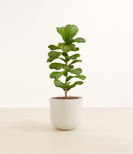 Load image into Gallery viewer, Natural Bamboo*****Profile