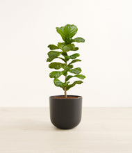 Load image into Gallery viewer, Stone Black*****Profile