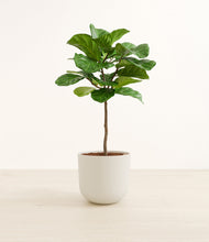 Load image into Gallery viewer, Natural Bamboo