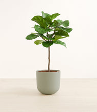 Load image into Gallery viewer, Sage Green