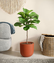 Load image into Gallery viewer, Earth Red