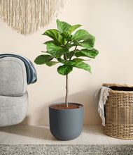 Load image into Gallery viewer, Iron Gray