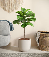 Load image into Gallery viewer, Natural Bamboo