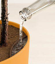 Load image into Gallery viewer, Sunset Orange stand:all