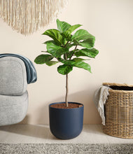 Load image into Gallery viewer, -