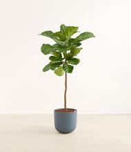 Load image into Gallery viewer, Iron Gray