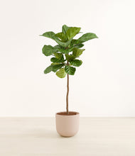 Load image into Gallery viewer, Sandy Pink