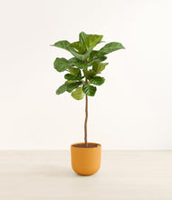 Load image into Gallery viewer, Sunset Orange