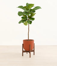 Load image into Gallery viewer, Earth Red stand:walnut