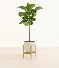 Load image into Gallery viewer, Natural Bamboo stand:bamboo