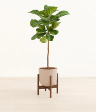 Load image into Gallery viewer, Sandy Pink stand:walnut