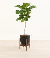 Load image into Gallery viewer, Stone Black stand:walnut