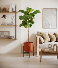 Load image into Gallery viewer, Earth Red stand:walnut