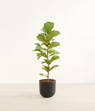 Load image into Gallery viewer, Stone Black*****Profile