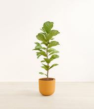 Load image into Gallery viewer, Sunset Orange*****Profile