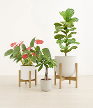 Load image into Gallery viewer, Cotton stand:two_stands