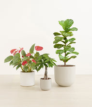 Load image into Gallery viewer, Cotton