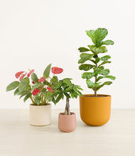 Load image into Gallery viewer, Evening Sky