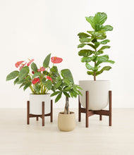 Load image into Gallery viewer, Misty Morning stand:two_stands