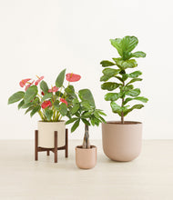 Load image into Gallery viewer, Peach Blossom stand:one_stand