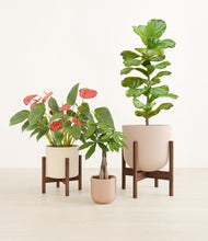 Load image into Gallery viewer, Peach Blossom stand:two_stands