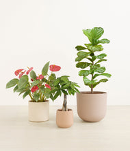 Load image into Gallery viewer, Sandy