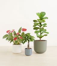 Load image into Gallery viewer, Whispering Waves