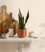 Load image into Gallery viewer, Glossy Red