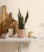 Load image into Gallery viewer, Glossy Pink