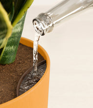 Load image into Gallery viewer, Sunset Orange stand:all