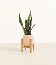 Load image into Gallery viewer, Gentle Pink stand:bamboo