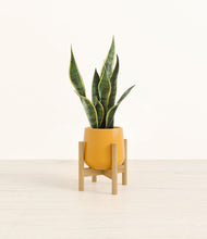 Load image into Gallery viewer, Mustard stand:bamboo