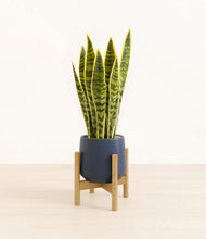 Load image into Gallery viewer, Deep Navy stand:bamboo