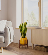 Load image into Gallery viewer, Mustard stand:walnut