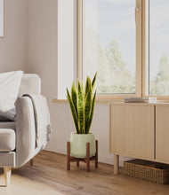 Load image into Gallery viewer, Turquoise stand:walnut