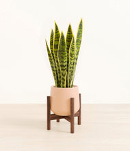 Load image into Gallery viewer, Gentle Pink stand:walnut