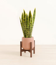 Load image into Gallery viewer, Calm Rose stand:walnut