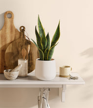 Load image into Gallery viewer, White