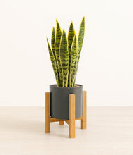 Load image into Gallery viewer, Dark Olive stand:light