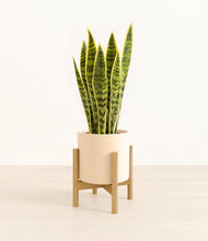 Load image into Gallery viewer, Cream stand:bamboo