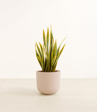 Load image into Gallery viewer, Sandy Pink*****Profile